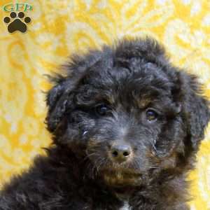 Neo, Mini Aussiedoodle Puppy