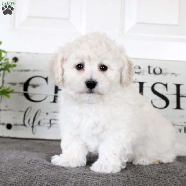 Nicholas, Bichon Frise Puppy