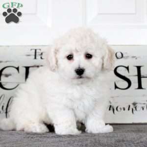 Nicholas, Bichon Frise Puppy