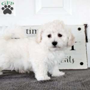 Nicholas, Bichon Frise Puppy