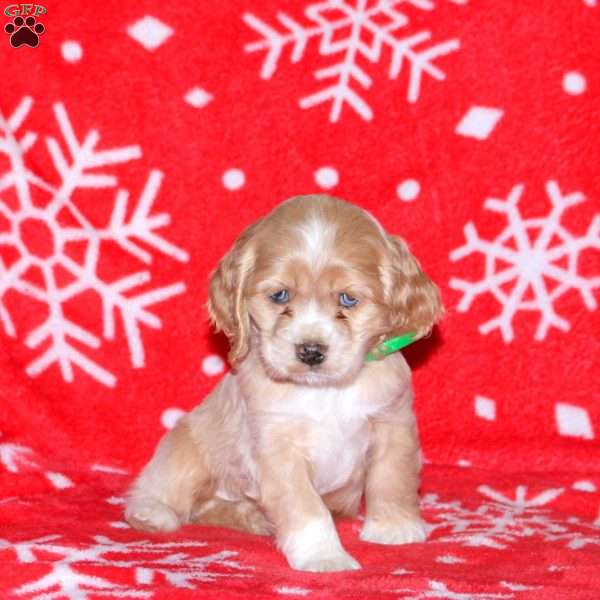 Nick, Cocker Spaniel Puppy