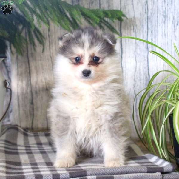 Nick, Pomsky Puppy