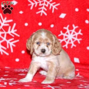 Nick, Cocker Spaniel Puppy