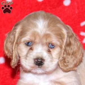 Nick, Cocker Spaniel Puppy