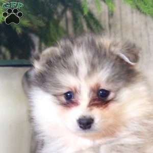 Nick, Pomsky Puppy