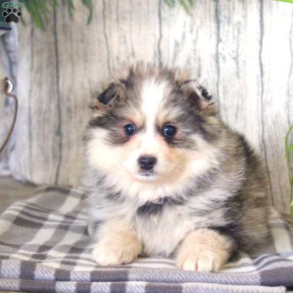 Nina, Pomsky Puppy