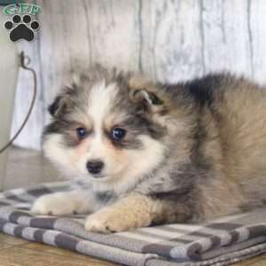 Nina, Pomsky Puppy