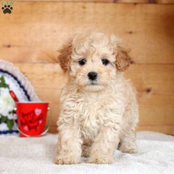 Nina, Maltipoo Puppy