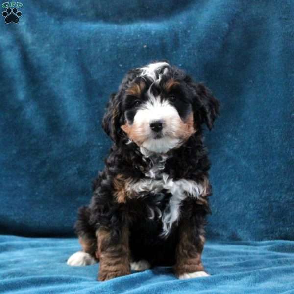 Noah, Mini Bernedoodle Puppy