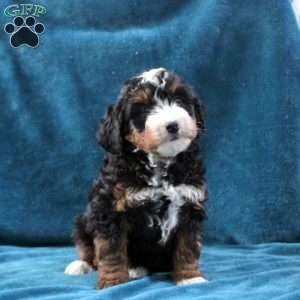 Noah, Mini Bernedoodle Puppy