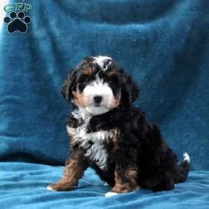 Noah, Mini Bernedoodle Puppy