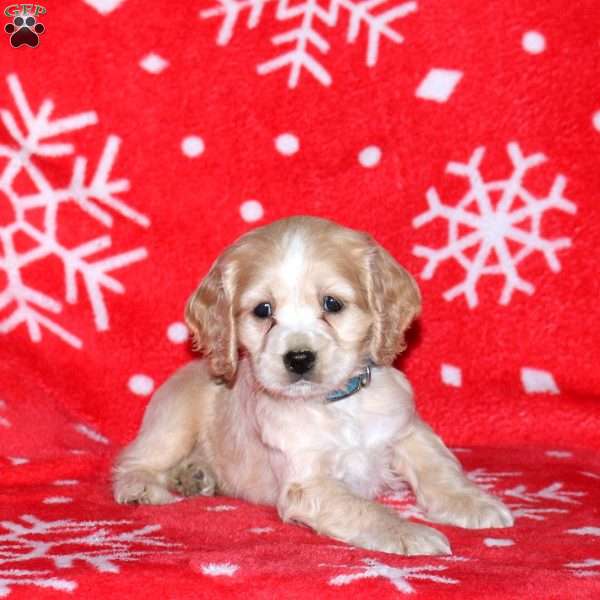 Noble, Cocker Spaniel Puppy