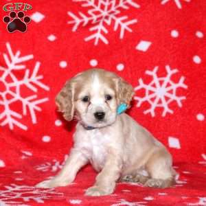 Noble, Cocker Spaniel Puppy