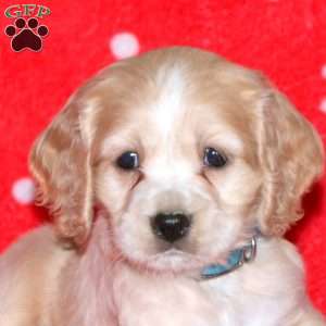 Noble, Cocker Spaniel Puppy