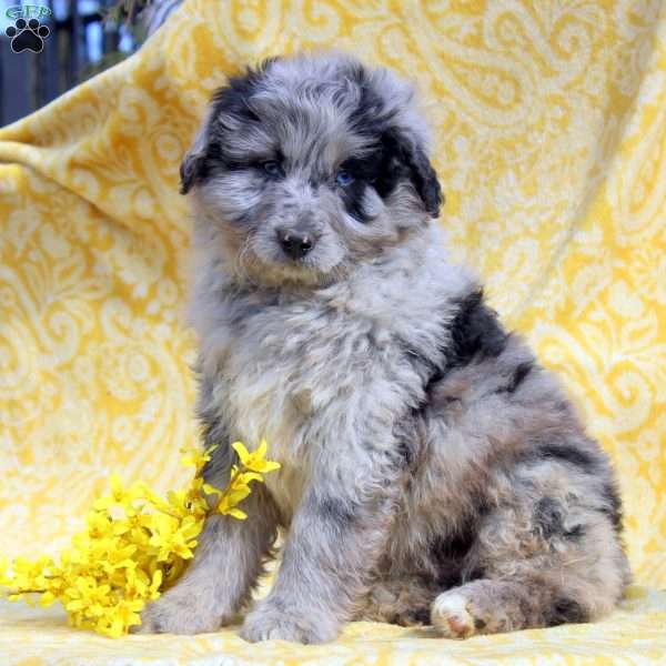 Nolan, Mini Aussiedoodle Puppy