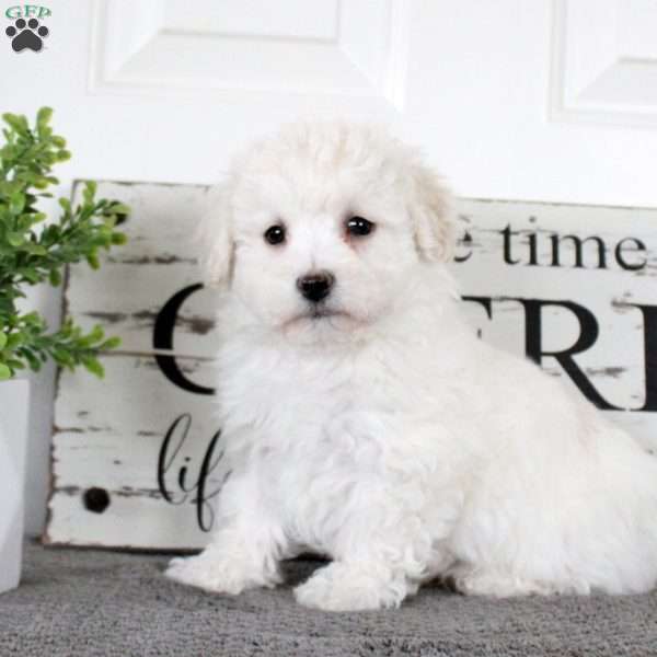 Nolan, Bichon Frise Puppy