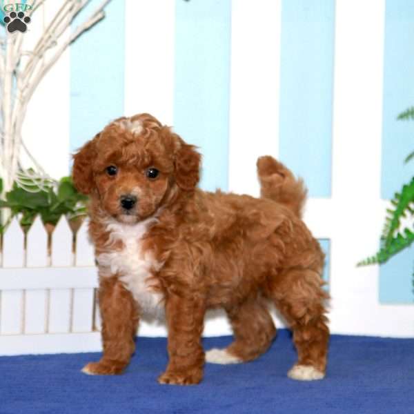 Nolan, Toy Poodle Puppy