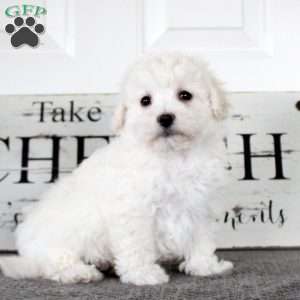 Nolan, Bichon Frise Puppy