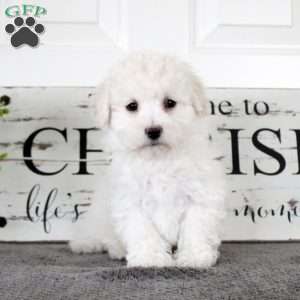 Nolan, Bichon Frise Puppy