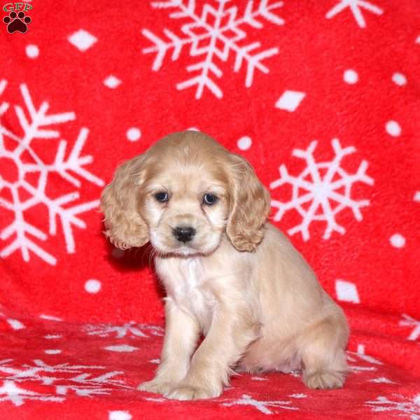 Nora, Cocker Spaniel Puppy