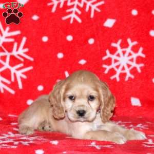 Nora, Cocker Spaniel Puppy