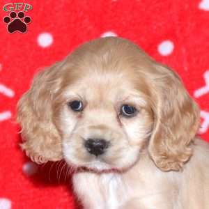 Nora, Cocker Spaniel Puppy