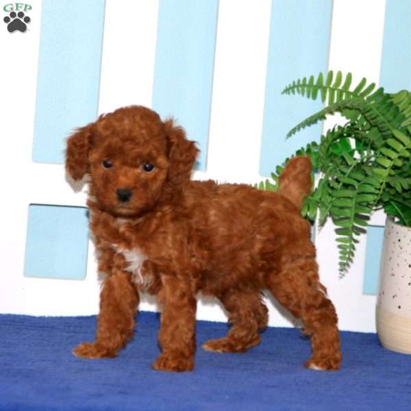 Nora, Toy Poodle Puppy