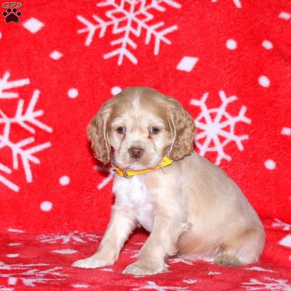 Norman, Cocker Spaniel Puppy