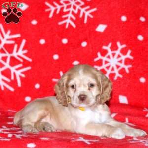 Norman, Cocker Spaniel Puppy