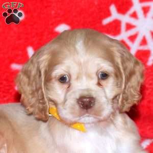 Norman, Cocker Spaniel Puppy