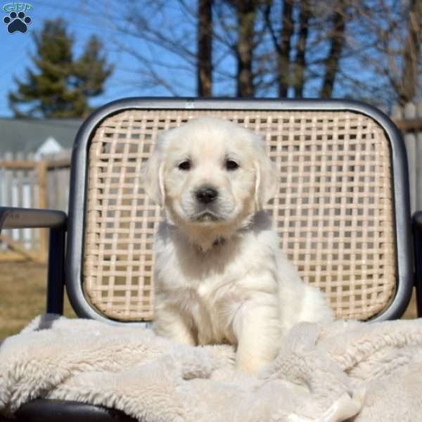 Nova, English Cream Golden Retriever Puppy