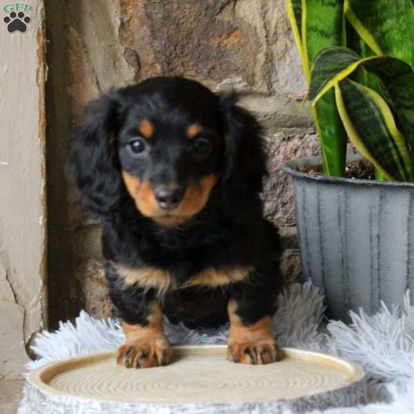 Oakley, Dachshund Puppy