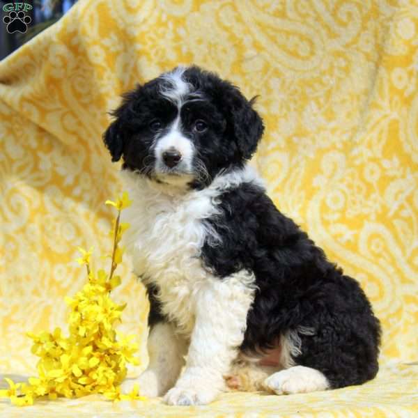 Oaklyn, Mini Aussiedoodle Puppy