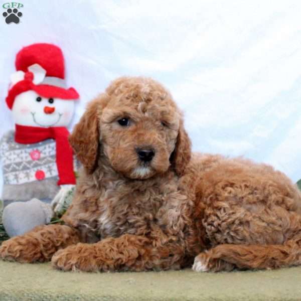 Oaklyn, Mini Goldendoodle Puppy