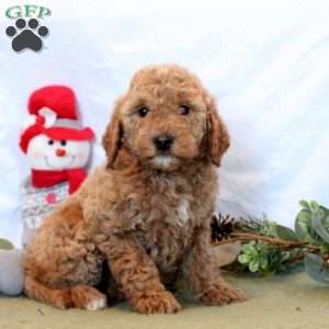 Oaklyn, Mini Goldendoodle Puppy