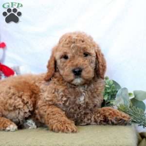 Oaklyn, Mini Goldendoodle Puppy