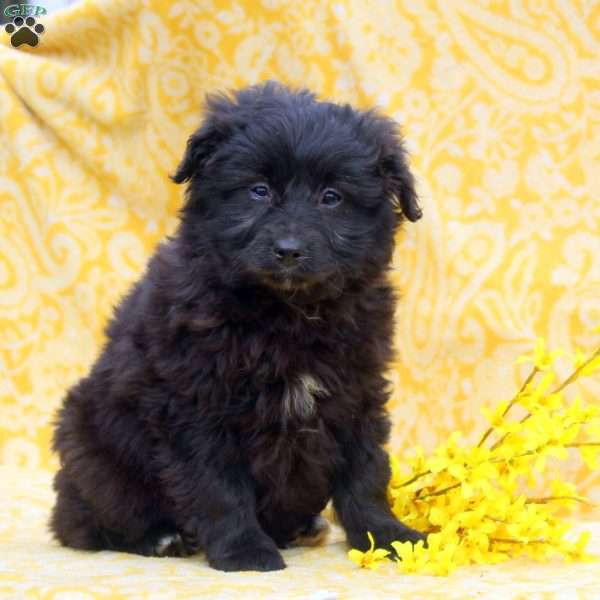 Ocean, Mini Aussiedoodle Puppy