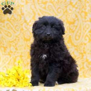 Ocean, Mini Aussiedoodle Puppy