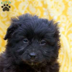 Ocean, Mini Aussiedoodle Puppy