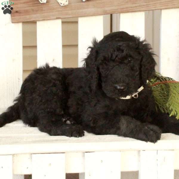 Ocho, Goldendoodle Puppy