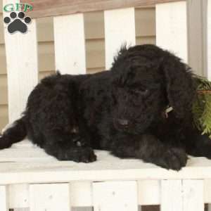 Ocho, Goldendoodle Puppy