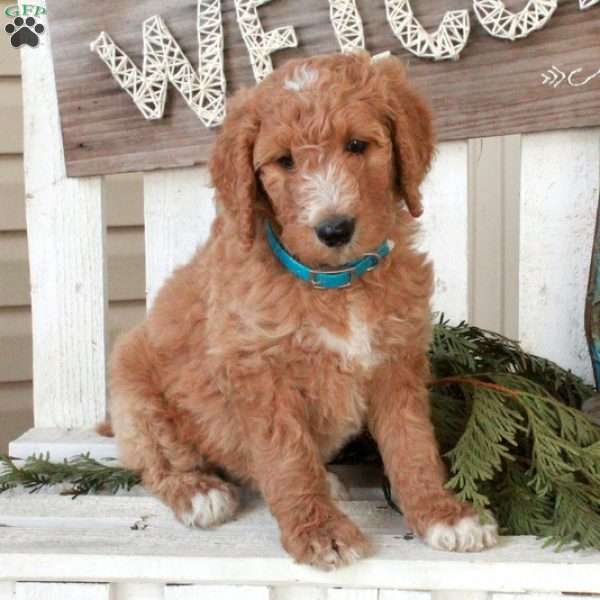 Odette, Goldendoodle Puppy