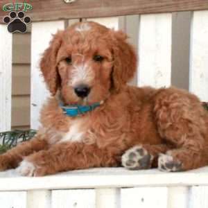 Odette, Goldendoodle Puppy