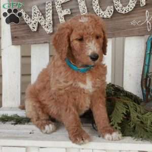 Odette, Goldendoodle Puppy