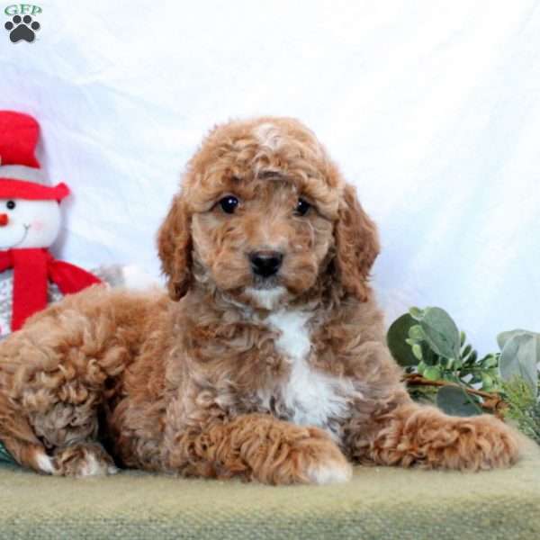 Odin, Mini Goldendoodle Puppy