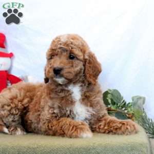 Odin, Mini Goldendoodle Puppy