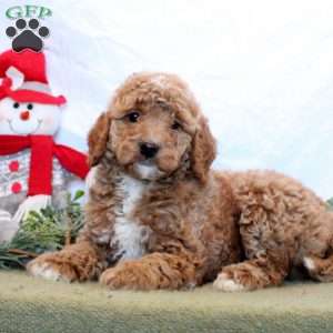 Odin, Mini Goldendoodle Puppy