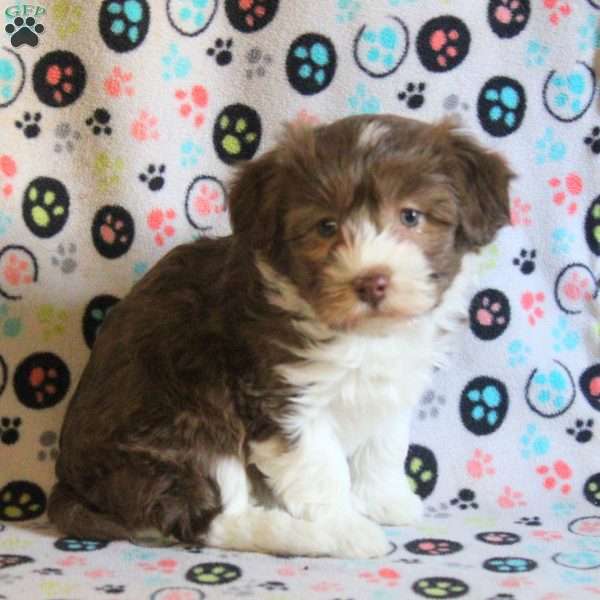 Olive, Havanese Puppy