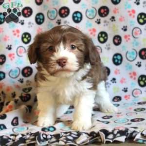 Olive, Havanese Puppy