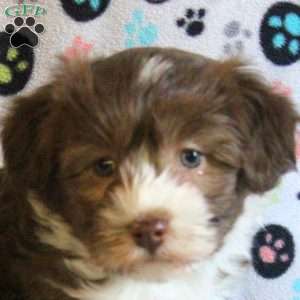 Olive, Havanese Puppy